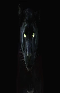 The Real Black Panther
